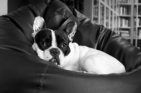 French bulldog lying on the bean bag chair photography thumbnail