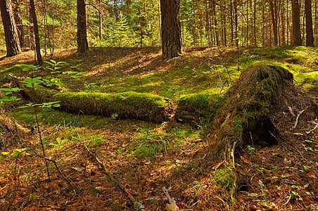 forest during daytime thumbnail