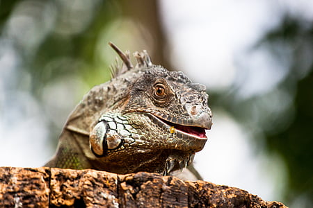 brown and black bearded dragon thumbnail