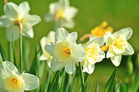 white-and-yellow flowers in tilt photography thumbnail