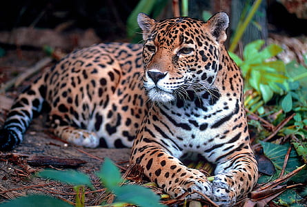 leopard sitting beside green leafy plant thumbnail