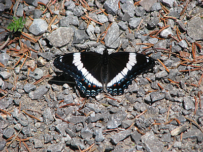 American White Admiral thumbnail