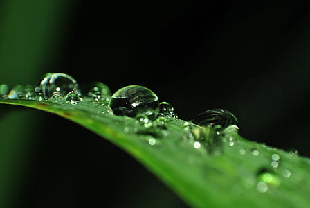 water droplets on green plant macro photography thumbnail