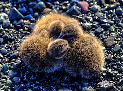 rocks, cute, blur, birds thumbnail