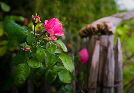 selective focus photography of pink petaled flower thumbnail