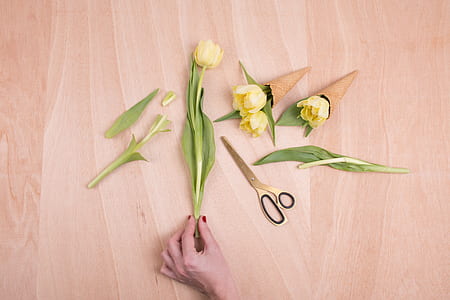 person holding yellow flower on brown surface thumbnail