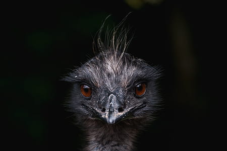 Ostritch head macro photo thumbnail