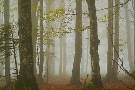 tree field covered with fogs thumbnail