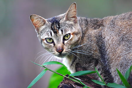 animal, pet, cute, cat thumbnail