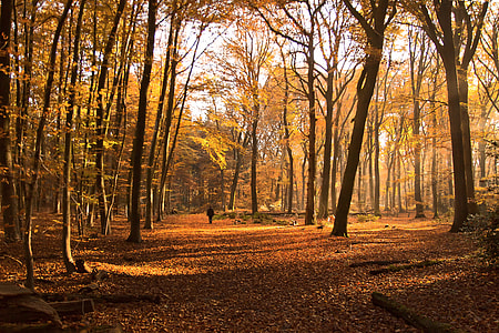 photo of forest thumbnail