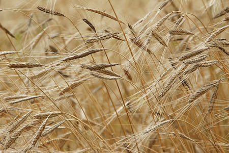 wheat field at daytime thumbnail