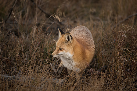 brown fox on grass field thumbnail