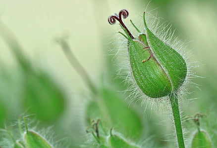 close-up photo of green flower bud thumbnail