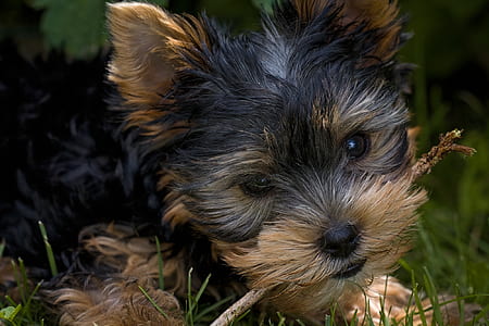 medium-coated black and brown puppy thumbnail