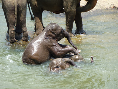 two baby elephants playing on water thumbnail