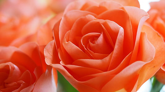 selective focus photography of orange petaled rose thumbnail