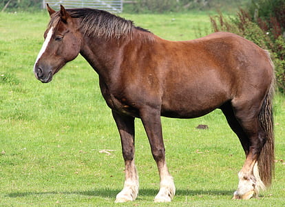 brown horse at the green grass thumbnail