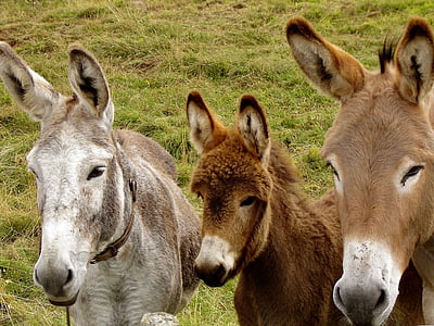 photo of three donkeys thumbnail