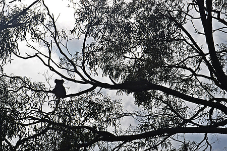 low angle photography of animal on tree branch thumbnail