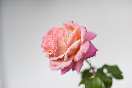 selective focus photography of pink rose flower thumbnail