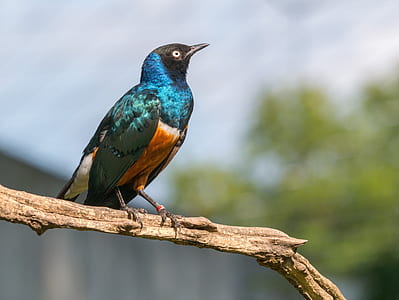 selective focus photography of blue and orange bird thumbnail