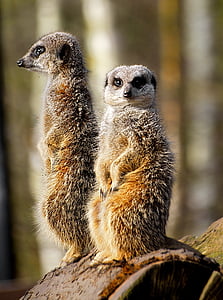 two meerkats at on brown surface thumbnail