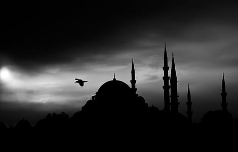 silhouette of bird over dome building thumbnail