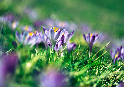 macroshot photo of purple flowers during daytime thumbnail
