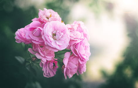 pink flowers in tilt shift lens photography thumbnail