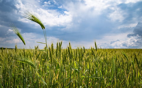 Cropland thumbnail
