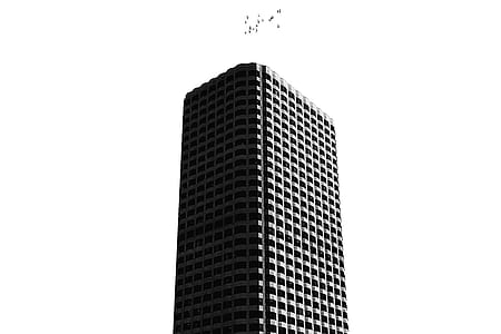 birds above high-rise building thumbnail