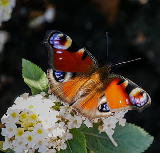 peacock butterfly on white petaled flowers thumbnail