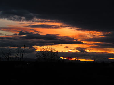 silhouette of bare trees at golden hour thumbnail