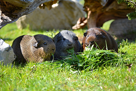 three brown rodents on grass field thumbnail