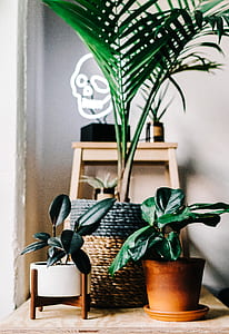 three green leafed plants with pot near table thumbnail