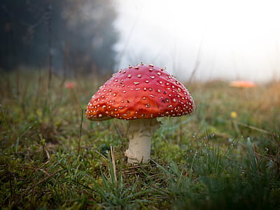 closeup photo of toad stool thumbnail
