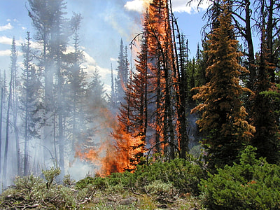 Forest Fire in Yellowstone National Park, Wyoming thumbnail