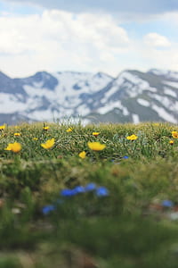 yellow poppy flowers thumbnail
