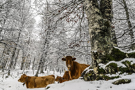 group of cows standing on snowfield ground thumbnail