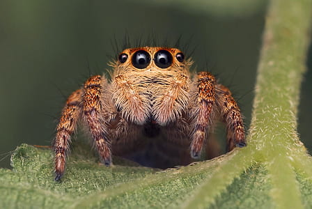 close-up photo of brown jumping spider thumbnail