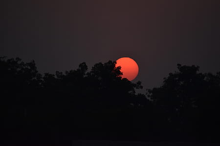 photo of trees during sunset thumbnail