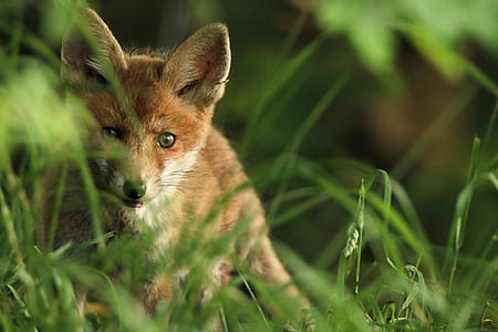brown fox on grass thumbnail