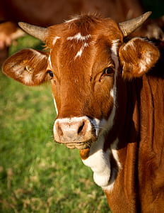 brown and white cow photography thumbnail