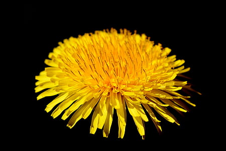 yellow dandelion flower closeup photography thumbnail