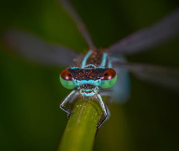 Multicolored Winged Insect thumbnail