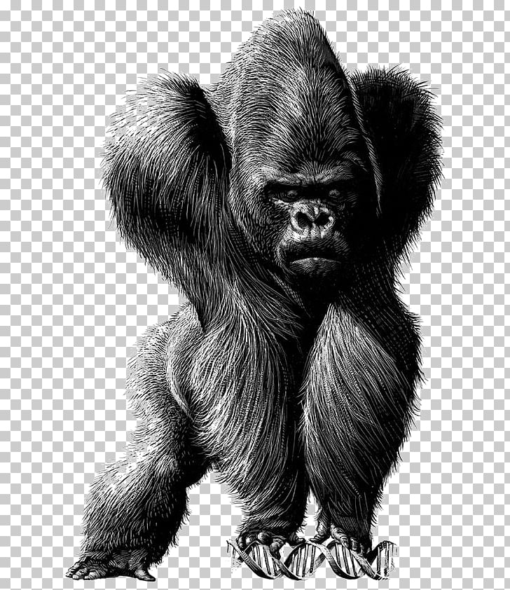 Spain Chile Drawing Satire Illustration Sketch Orangutan Png Clipart Free Cliparts Uihere