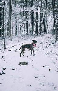 short-coated black and tan dog on the snowy field thumbnail