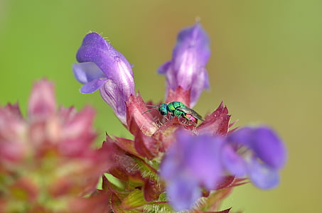 shallow focus photography of purple flower thumbnail