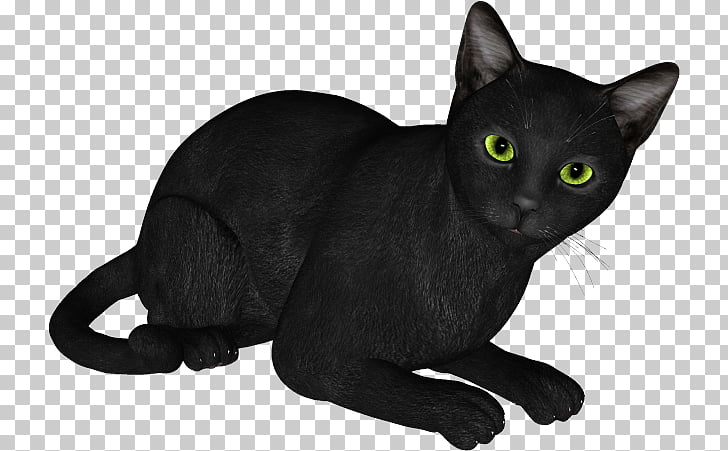 Black Cat Bombay Cat Russian Blue Korat Domestic Short Haired Cat