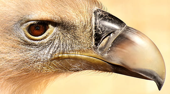 close-up photo of brown billed beige bird thumbnail